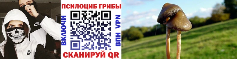 Купить где  Камень-на-Оби  Псилоцибиновые грибы мухоморы 